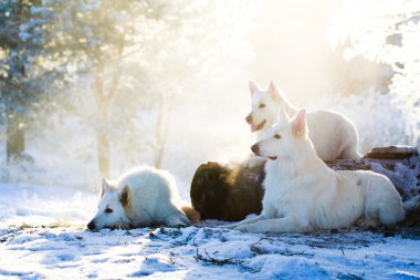 beyaz köpek