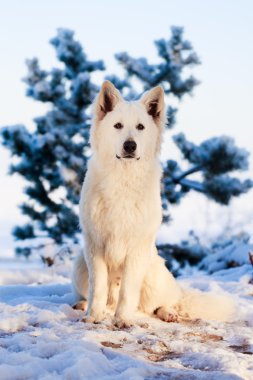 beyaz köpek