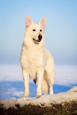 beyaz köpek
