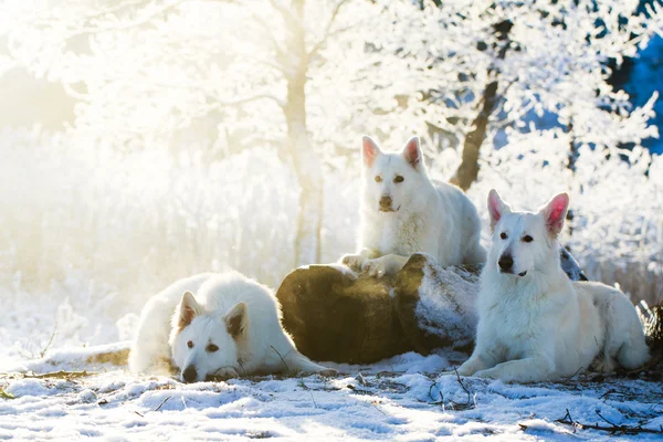 Witte hond — Stockfoto