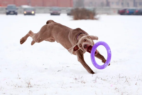 Hund aktiv spielen — Stockfoto