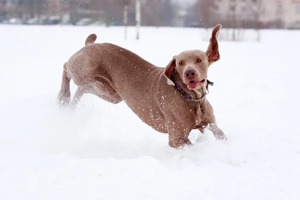 Dog active play — Stock Photo, Image