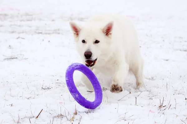 Hund aktiv spielen — Stockfoto