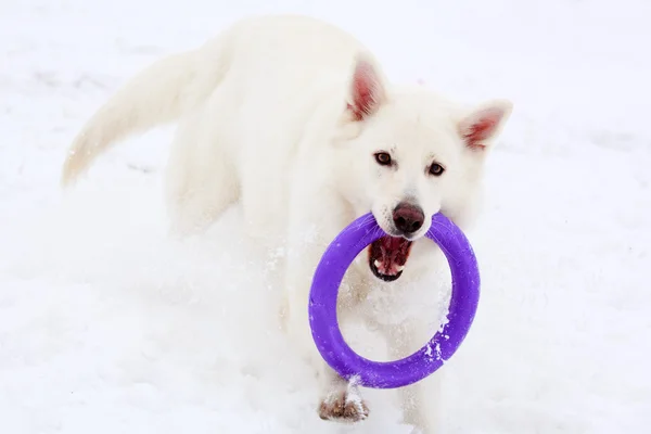 Dog active play — Stock Photo, Image