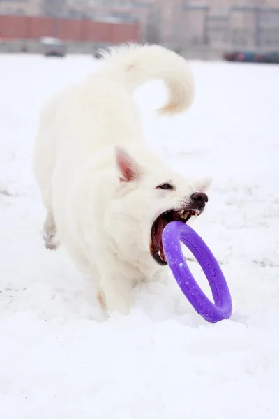 Pies aktywnej zabawy — Zdjęcie stockowe