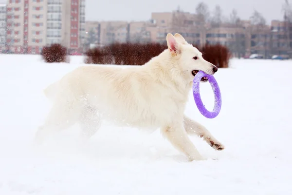 Köpek aktif oyun — Stok fotoğraf