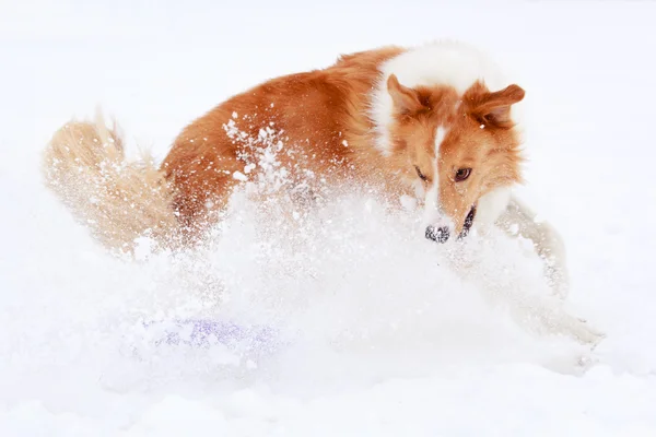 Cane gioco attivo — Foto Stock