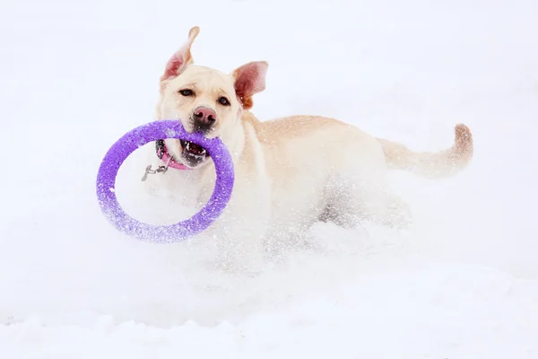 Dog active play — Stock Photo, Image