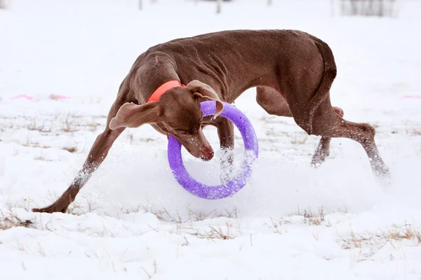 Hund aktiv spielen — Stockfoto