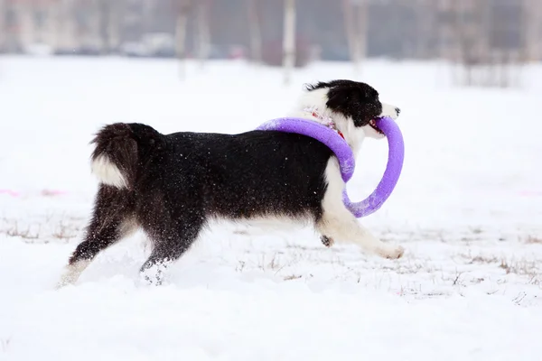 Dog active play — Stock Photo, Image