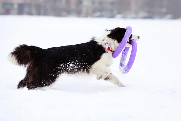 Cane gioco attivo — Foto Stock