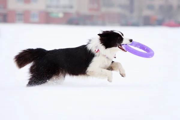 Dog active play — Stock Photo, Image