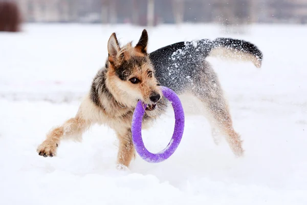 Hund aktiv spielen — Stockfoto