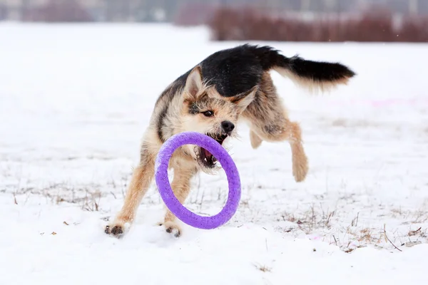 Hunden aktiv lek — Stockfoto