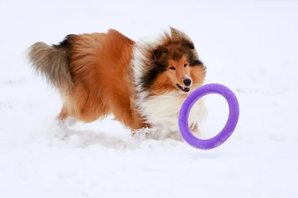 Hund aktiv spielen — Stockfoto