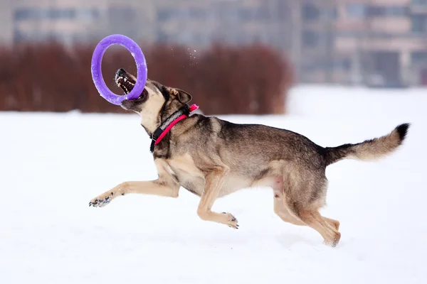 Hunden aktiv lek — Stockfoto