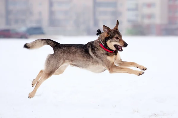 Hunden aktiv lek — Stockfoto