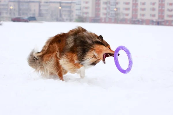 Hund aktiv spielen — Stockfoto