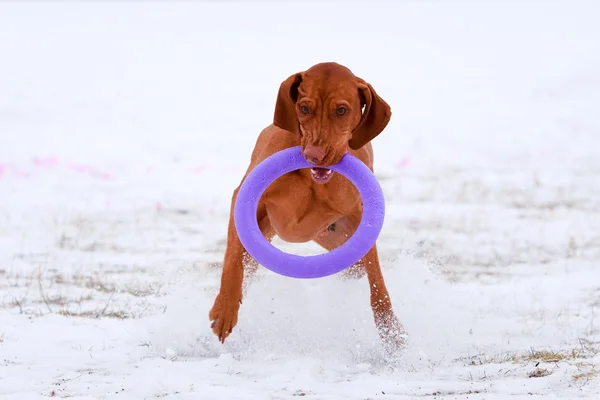 Cão jogo ativo — Fotografia de Stock