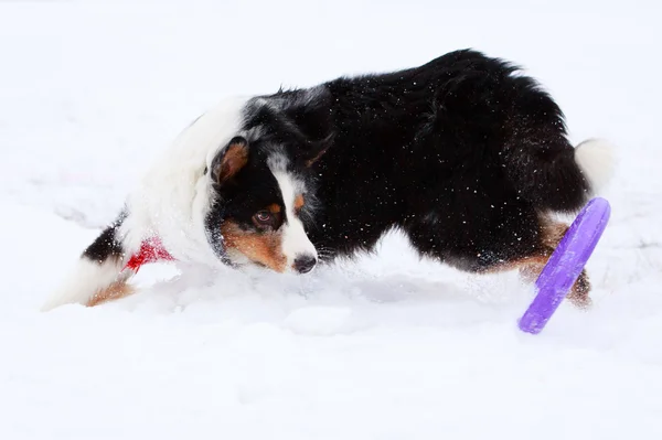 Hunden aktiv lek — Stockfoto