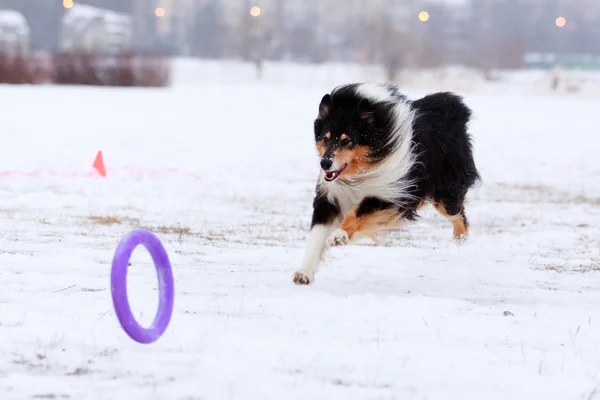 Dog active play — Stock Photo, Image