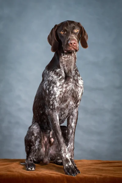 Gray dog — Stock Photo, Image