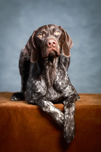 Gray dog — Stock Photo, Image