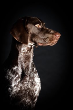 gri köpek