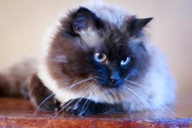 Colorpoint kedi