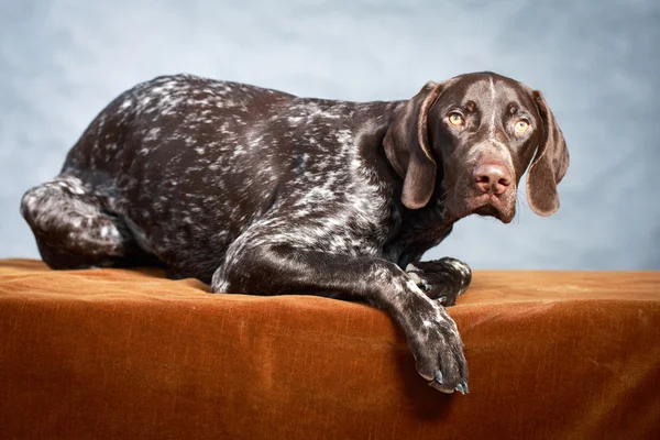 Cão cinzento — Fotografia de Stock