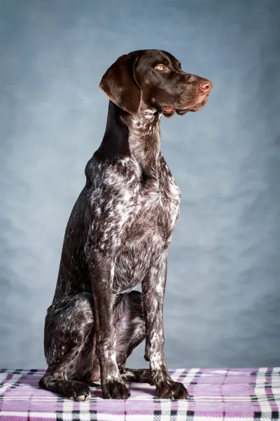 Cão cinzento — Fotografia de Stock