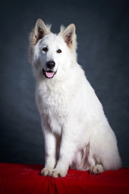 beyaz köpek