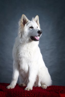 beyaz köpek
