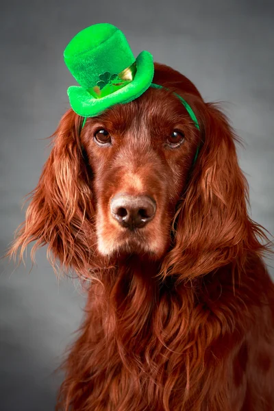 Irish Patrick dog — Stock Photo, Image