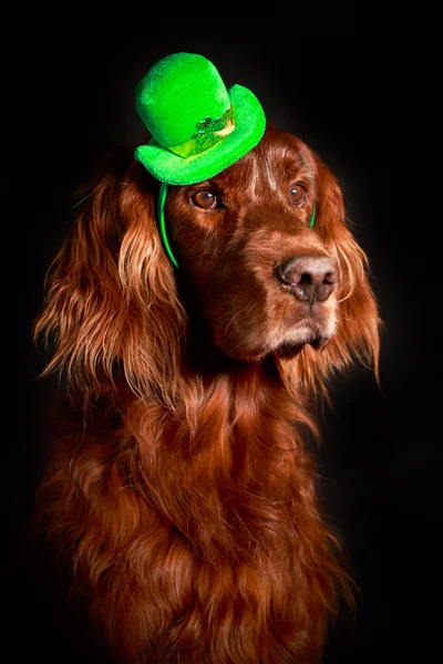 Irish Patrick dog – stockfoto