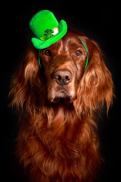 Irish Patrick dog – stockfoto