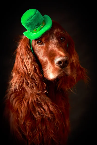アイルランドのパトリック犬 — ストック写真