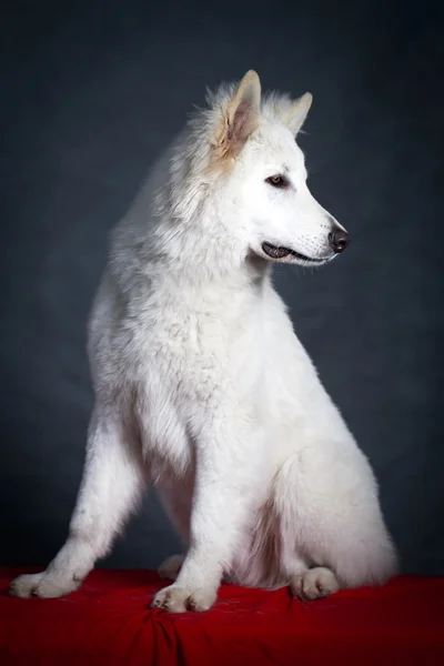 White dog — Stock Photo, Image