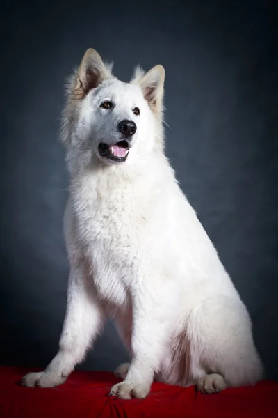 Біла собака — стокове фото