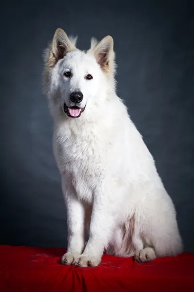 Weißer Hund — Stockfoto