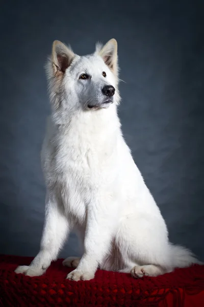 Weißer Hund — Stockfoto