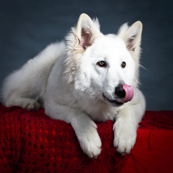 Perro blanco — Foto de Stock