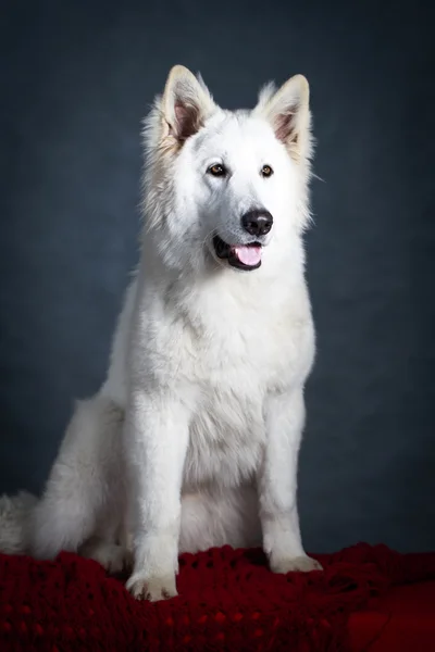 Weißer Hund — Stockfoto