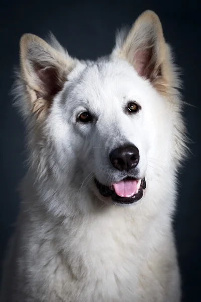 Perro blanco — Foto de Stock