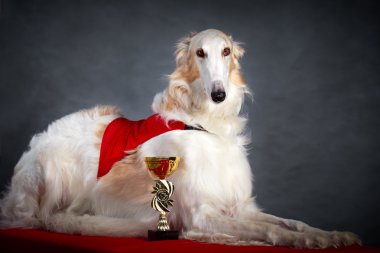 köpek fotoğraf Studio