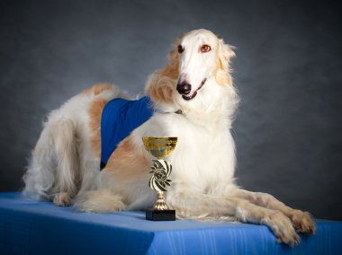köpek fotoğraf Studio