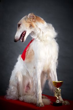 köpek fotoğraf Studio