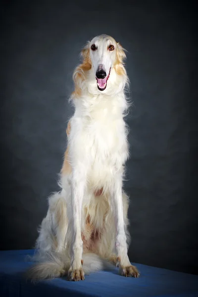 รูปสุนัขในสตูดิโอ — ภาพถ่ายสต็อก