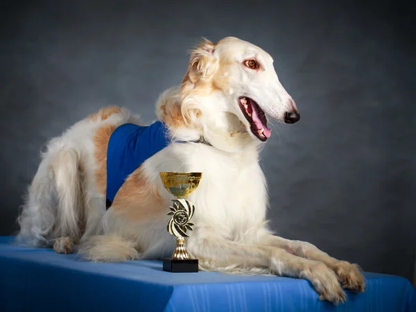 Dog photo in studio — Stock Photo, Image