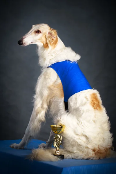 Dog photo in studio — Stock Photo, Image